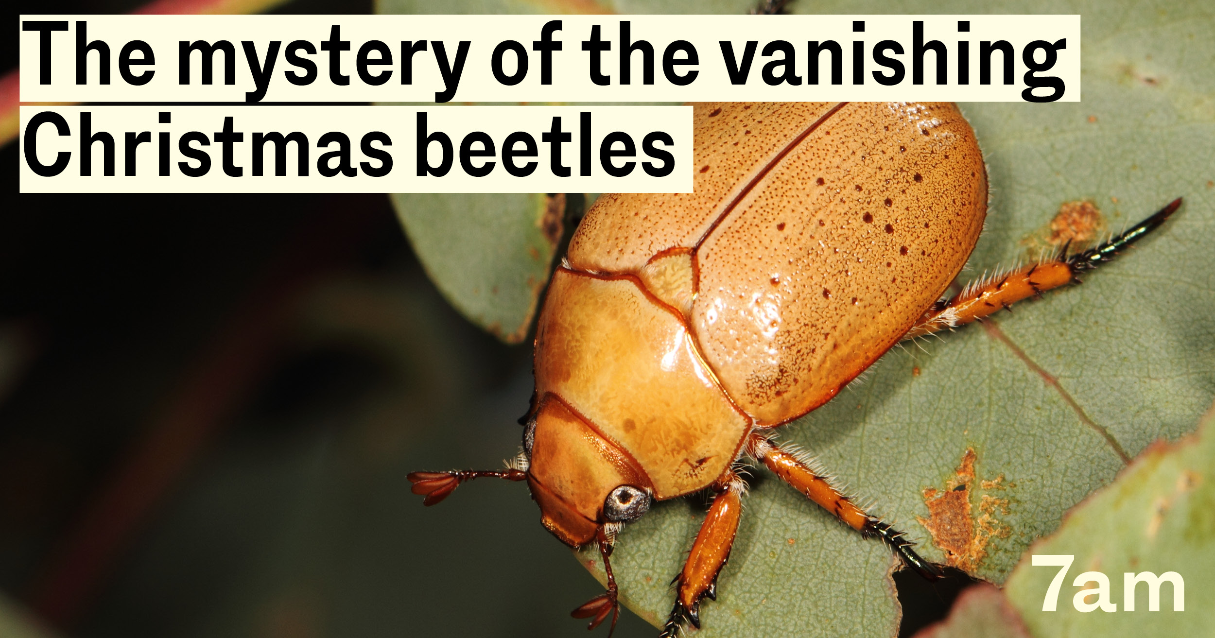 The mystery of the vanishing Christmas beetles - 7am